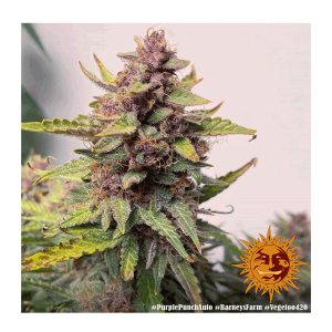 Barneys Farm Purple Punch | Automatic | 3/5/10 seeds