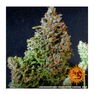 Barneys Farm Gorilla Zkittlez | Automatik | 3/5/10 Samen