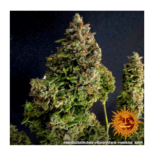 Barneys Farm Gorilla Zkittlez | Automatik | 3/5/10 Samen