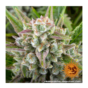 Barneys Farm Wedding Cake | Automatic | 3/5/10 seeds
