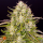 Barneys Farm Wedding Cake | Automatic | 3/5/10 seeds