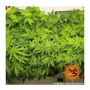 Barneys Farm Acapulco Gold | Feminized | 3/5/10 seeds