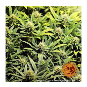 Barneys Farm Acapulco Gold | Feminized | 3/5/10 seeds