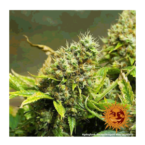 Barneys Farm Acapulco Gold | Feminized | 3/5/10 seeds