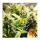 Barneys Farm Acapulco Gold | Feminized | 3/5/10 seeds