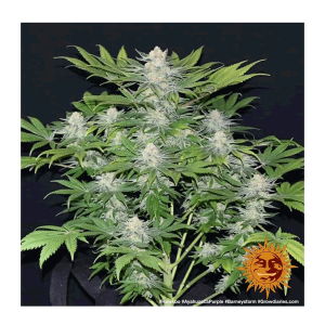 Barneys Farm Ayahuasca Purple | Feminized | 3/5/10 seeds
