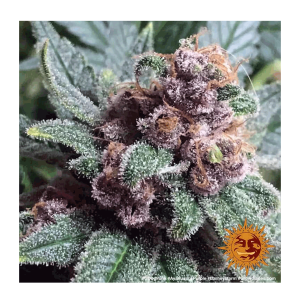 Barneys Farm Ayahuasca Purple | Feminized | 3/5/10 seeds