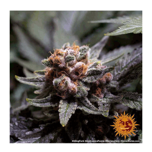 Barneys Farm Ayahuasca Purple | Feminized | 3/5/10 seeds
