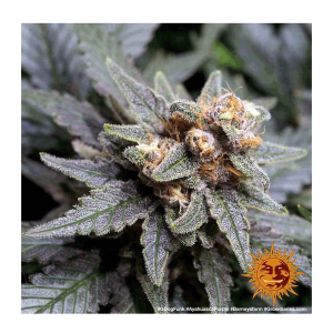 Barneys Farm Ayahuasca Purple | Feminized | 3/5/10 seeds