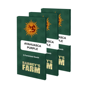 Barneys Farm Ayahuasca Purple | Feminized | 3/5/10 seeds