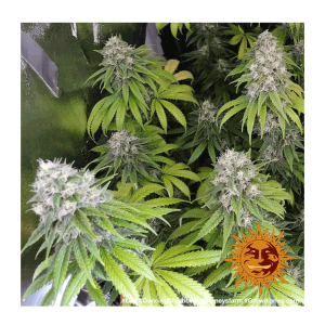 Barneys Farm LSD | Feminized | 3/5/10 seeds