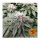 Barneys Farm LSD | Feminized | 3/5/10 seeds
