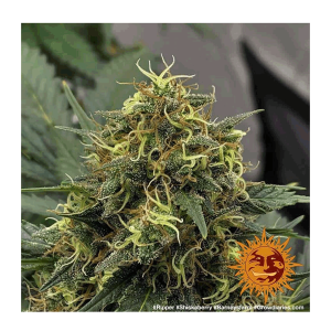 Barneys Farm Shiskaberry | Feminized | 3/5/10 seeds