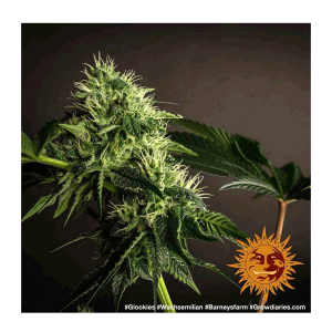 Barneys Farm Glookies | Feminized | 3/5/10 seeds