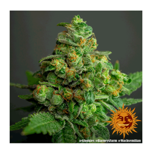 Barneys Farm Glookies | Feminized | 3/5/10 seeds