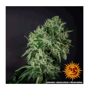 Barneys Farm Glookies | Feminized | 3/5/10 seeds