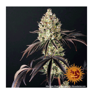Barneys Farm Glookies | Feminized | 3/5/10 seeds