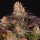 Barneys Farm Mimosa X Orange Punch | Feminized | 3/5/10 seeds