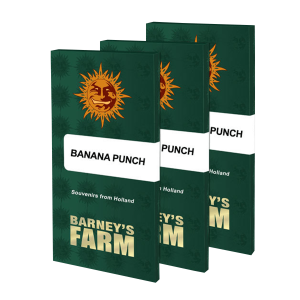 Barneys Farm Banana Punch | Feminized | 3/5/10 seeds