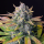 Fast Buds Tropicana Cookies | Automatic | 3/5/10/100 seeds
