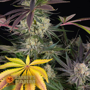 Barneys Farm Runtz | Feminized | 3/5/10 seeds