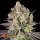 Barneys Farm Runtz | Feminized | 3/5/10 seeds