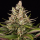 Barneys Farm Sour Strawberry | Feminisiert | 3/5/10 Samen