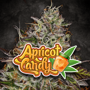 Paradise Seeds Apricot Candy | Feminized | 3/5/10/50 seeds
