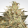 Paradise Seeds Atomical Haze | Feminized | 3/5/10/50 seeds