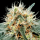 Paradise Seeds Auto Stromboli | Automatik | 3/5/10/50 Samen