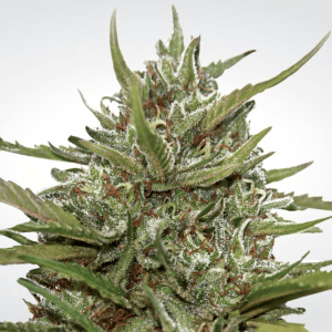 Paradise Seeds Auto White Berry | Automatic | 3/5/10 seeds