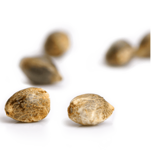 Paradise Seeds Chocolate Wafflez | Feminisiert | 3/5/10/50 Samen