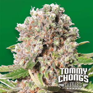 Paradise Seeds Mendocino Skunk | Tommy Chongs collection...