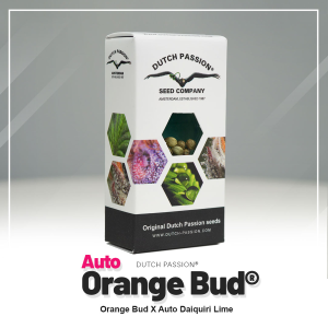 Dutch Passion Auto Orange Bud | Automatik | 3/7/100 Samen