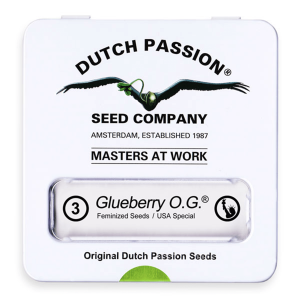 Dutch Passion Glueberry O.G. | Feminized | 3/5/10/100 seeds