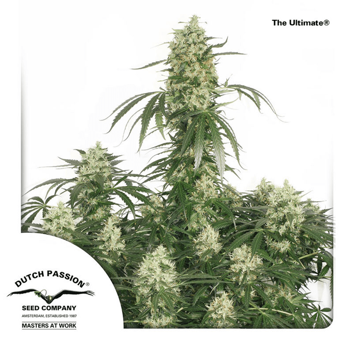 Dutch Passion The Ultimate | Feminized | 3/5/10/10