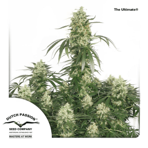 Dutch Passion The Ultimate | Feminized | 3/5/10/100 seeds