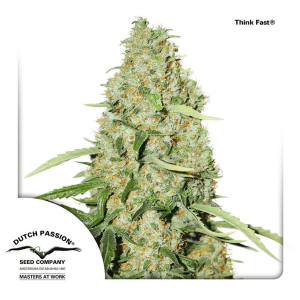 Dutch Passion Think Fast | Feminized | 3/5/10/100 seeds