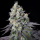 Paradise Seeds Purple Mints | Feminisiert | 3/5/10 Samen
