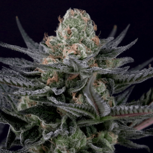 Paradise Seeds Caramba | Feminisiert | 3/5/10 Samen