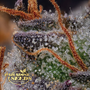 Paradise Seeds Gulupa | Feminisiert | 3/5/10 Samen
