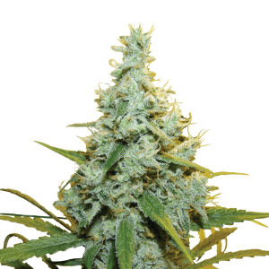 Royal Queen AMG | Feminized | 3/5/10/100 seeds