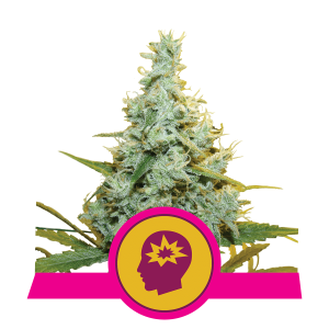 Royal Queen AMG | Feminized | 3/5/10/100 seeds