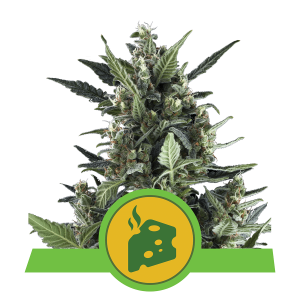 Royal Queen Blue Cheese | Automatic | 3/5/10/100 seeds