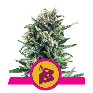 Royal Queen Blue Cheese | Feminized | 3/5/10/100 seeds