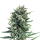Royal Queen Blue Cheese | Feminized | 3/5/10/100 seeds
