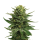 Royal Queen Blue Mystic | Feminized | 3/5/10/100 seeds