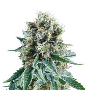 Royal Queen Bubble Kush | Automatic | 3/5/10/100 seeds