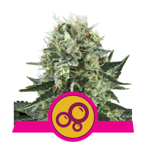 Royal Queen Bubble Kush | Feminized | 3/5/10/100 seeds
