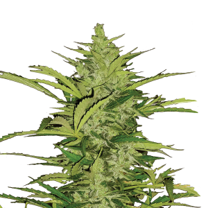 Royal Queen Fast Eddy CBD | Automatic | 3/5/10/100 seeds